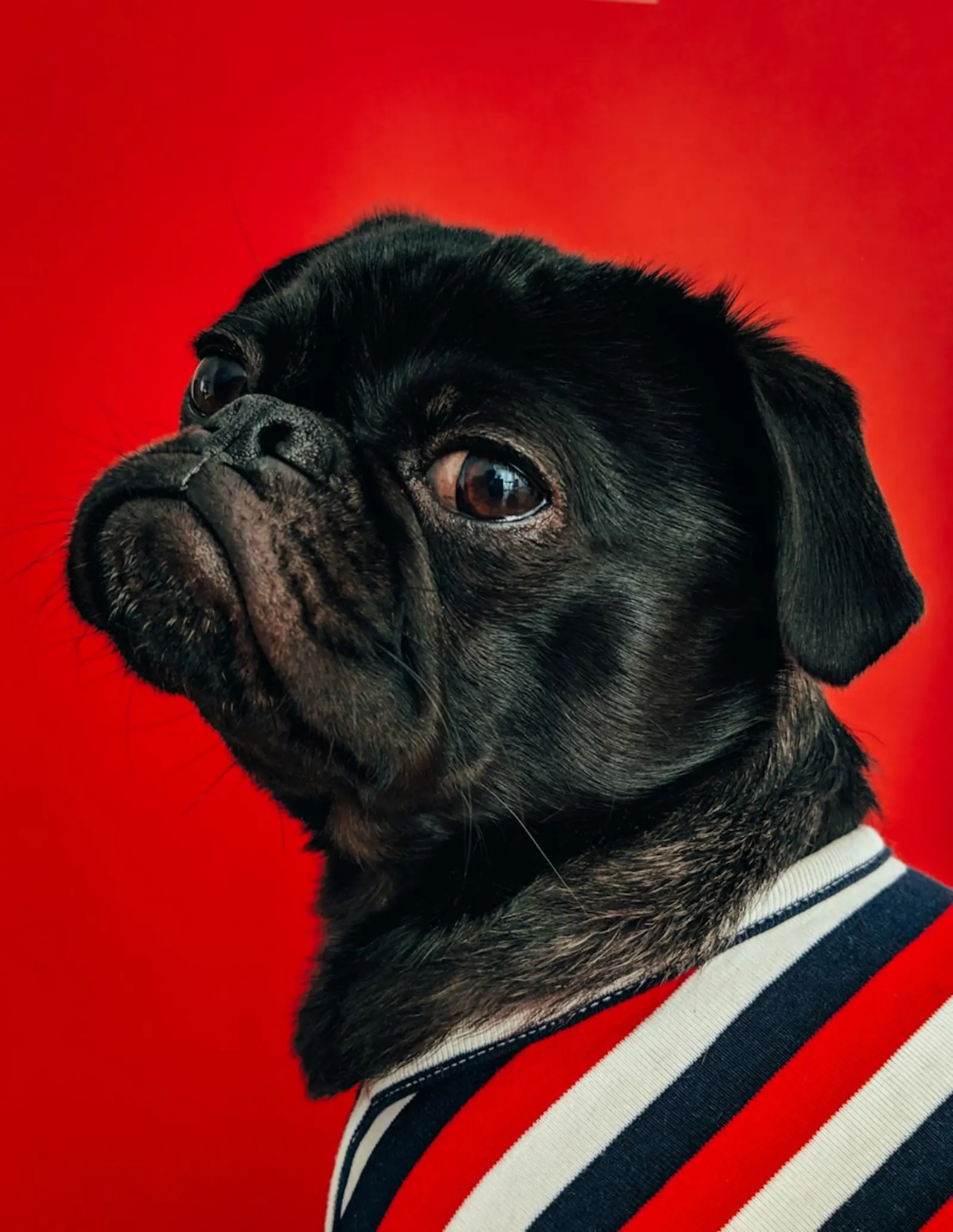A tan French bulldog puppy, photographed in warm light.